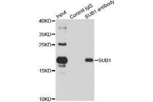 Immunoprecipitation analysis of 150ug extracts of HL60 cells using 3ug SUB1 antibody. (SUB1 抗体  (AA 1-127))