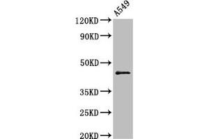Western Blot Positive WB detected in: A549 whole cell lysate All lanes: CCNB2 antibody at 2. (Cyclin B2 抗体  (AA 7-163))