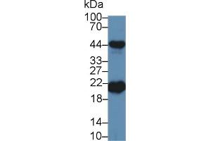 Western Blotting (WB) image for anti-Ferritin, Heavy Polypeptide 1 (FTH1) (AA 1-181) antibody (ABIN7440041)