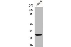 Western Blot analysis of COLO205 cells using MRP-L9 Polyclonal Antibody (MRPL9 抗体  (C-Term))