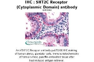 Image no. 1 for anti-5-Hydroxytryptamine (serotonin) Receptor 2C (HTR2C) (3rd Cytoplasmic Domain) antibody (ABIN1731366)