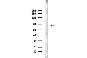 Western blot analysis of lysates from RAW264.