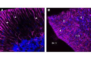 Expression of GFAP in rat cerebellum and hypothalamus. (GFAP 抗体  (Intracellular) (Atto 647N))