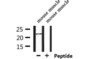 Western blot analysis of extracts from mouse muscle, using NOLA1 Antibody. (GAR1 抗体  (Internal Region))
