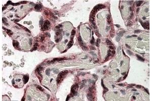 Image no. 1 for anti-Iduronate 2-Sulfatase (IDS) (Internal Region) antibody (ABIN375037) (IDS 抗体  (Internal Region))