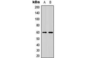 Western blot analysis of NFIL3 expression in HeLa (A), K562 (B) whole cell lysates. (NFIL3 抗体  (Center))