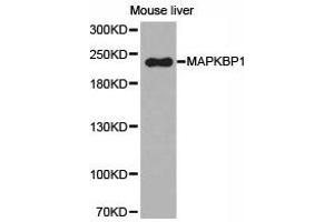 Western Blotting (WB) image for anti-Mitogen-Activated Protein Kinase Binding Protein 1 (MAPKBP1) antibody (ABIN2650930)
