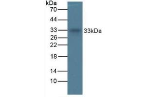TPSAB1 抗体  (AA 161-262)