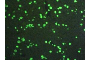 Immunofluorescence (IF) image for anti-Histone 3 (H3) (AA 1-136) antibody (ABIN7439303)