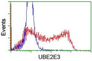 Image no. 1 for anti-Ubiquitin-Conjugating Enzyme E2E 3 (UBE2E3) antibody (ABIN1501622) (UBE2E3 抗体)