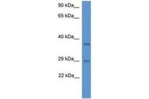 Image no. 1 for anti-Mediator Complex Subunit 19 (MED19) (AA 68-117) antibody (ABIN6746410) (MED19 抗体  (AA 68-117))