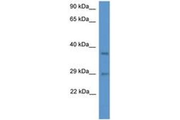 MED19 Antikörper  (AA 68-117)