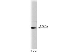 Western blot analysis of p27[Kip1] on HeLa cell lysate.
