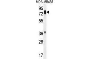 Western blot analysis in MDA-MB435 cell line lysates (35ug/lane) using PCDHB13  Antibody . (PCDHB13 抗体  (Middle Region))