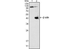Western blot analysis using DAXX mouse mAb against K562 cell lysate (1). (DAXX 抗体)
