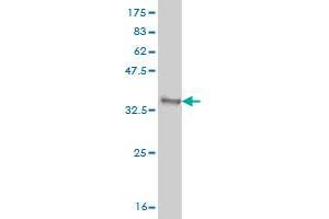Western Blot detection against Immunogen (33. (GBX2 抗体  (AA 114-182))