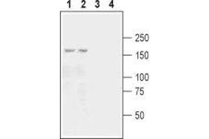 Western Blotting (WB) image for anti-Glutamate Receptor, Ionotropic, Kainate 3 (GRIK3) (AA 46-58), (Extracellular) antibody (ABIN7043239)