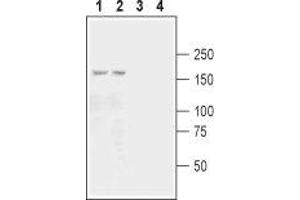 Western blot analysis of mouse (lanes 1 and 3) and rat (lanes 2 and 4) brain membranes: - 1,2. (GRIK3 抗体  (Extracellular, N-Term))