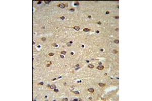 DLK2 Antibody IHC analysis in formalin fixed and paraffin embedded brain tissue followed by peroxidase conjugation of the secondary antibody and DAB staining.