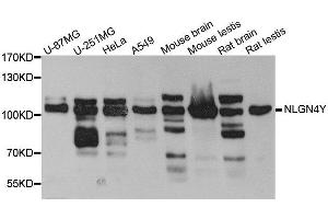 Western blot analysis of extract of various cells, using NLGN4Y antibody. (Neuroligin Y 抗体)