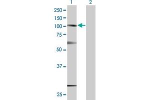 Western Blot analysis of SUSD2 expression in transfected 293T cell line by SUSD2 MaxPab polyclonal antibody. (SUSD2 抗体  (AA 1-822))