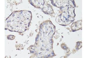 Immunohistochemistry of paraffin-embedded human placenta using NTRK2 antibody (ABIN6290695) at dilution of 1:200 (40x lens). (TRKB 抗体)