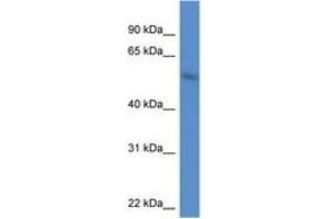 Image no. 1 for anti-MAP Kinase Interacting serine/threonine Kinase 1 (MKNK1) (AA 101-150) antibody (ABIN6746810) (MKNK1 抗体  (AA 101-150))