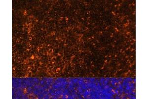 Immunofluorescence analysis of Rat spleen using CCL19 Polyclonal Antibody at dilution of 1:100 (40x lens). (CCL19 抗体)