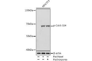 Western blot analysis of extracts of NIH/3T3 cells, using Phospho-Cdc6-S54 Rabbit mAb (ABIN7266260) at 1:1000 dilution. (CDC6 抗体  (pSer54))