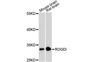 Western blot analysis of extracts of various cell lines, using ROGDI antibody (ABIN5996752) at 1:3000 dilution. (ROGDI 抗体)