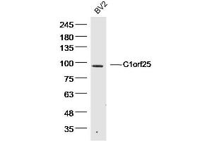 BV2 Mouse Cell lysates probed with C1orf25 Polyclonal Antibody, unconjugated  at 1:300 overnight at 4°C followed by a conjugated secondary antibody for 60 minutes at 37°C. (TRMT1L 抗体)