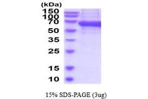 SDS-PAGE (SDS) image for Natural Cytotoxicity Triggering Receptor 1 (NCR1) (AA 17-255) protein (hIgG-His-tag) (ABIN6387914) (NCR1 Protein (AA 17-255) (hIgG-His-tag))