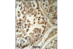 SETD8 Antibody (Center) (R) IHC analysis in formalin fixed and paraffin embedded human testis tissue followed by peroxidase conjugation of the secondary antibody and DAB staining. (SETD8 抗体  (AA 220-249))