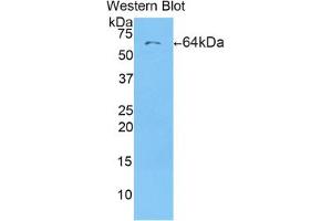 Western blot analysis of the recombinant protein. (CD5L 抗体  (AA 22-352))