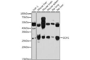 Western blot analysis of extracts of various cell lines, using GCH1 antibody (ABIN7267525) at 1:1000 dilution. (GCH1 抗体  (AA 1-250))