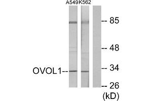 Western blot analysis of extracts from K562 cells and A549 cells, using OVOL1 antibody. (OVOL1 抗体  (N-Term))