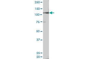 Western Blotting (WB) image for anti-Neural Precursor Cell Expressed, Developmentally Down-Regulated 9 (NEDD9) (AA 1-834) antibody (ABIN950023)