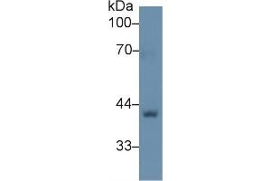 Western Blot; Sample: Rat Skin lysate; Primary Ab: 1µg/ml Rabbit Anti-Human BGN Antibody Second Ab: 0. (Biglycan 抗体  (AA 49-182))