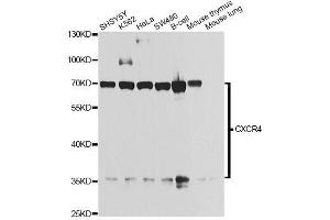 Western blot analysis of extracts of various cell lines, using CXCR4 antibody. (CXCR4 抗体  (AA 1-100))