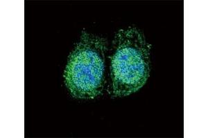Immunofluorescence (IF) image for anti-B-Cell CLL/lymphoma 2 (BCL2) (AA 75-110) antibody (ABIN3030102)