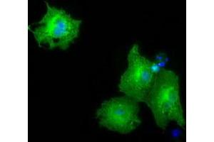 Immunofluorescence (IF) image for anti-Pyruvate Kinase, Liver and RBC (PKLR) antibody (ABIN1500244) (PKLR 抗体)