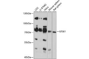 Western blot analysis of extracts of various cell lines, using GTSE1 antibody (ABIN6130407, ABIN6141523, ABIN6141525 and ABIN6218071) at 1:3000 dilution. (GTSE1 抗体  (AA 30-290))