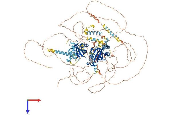 PER3 Protein (AA 1-1113) (His tag)