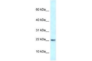 Western Blot showing Rbm3 antibody used at a concentration of 1. (RBM3 抗体  (N-Term))