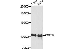 Western blot analysis of extracts of various cell lines, using CSF3R antibody (ABIN5975155) at 1/1000 dilution. (CSF3R 抗体)