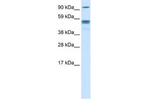 Western Blotting (WB) image for anti-Septin 4 (SEPT4) antibody (ABIN2463655) (Septin 4 抗体)