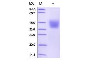 Human PD-L2, His Tag on SDS-PAGE under reducing (R) condition. (PDCD1LG2 Protein (AA 20-219) (His tag))
