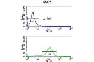 APOBEC3F Antibody (N-term) flow cytometry analysis of K562 cells (bottom histogram) compared to a negative control cell (top histogram). (APOBEC3F 抗体  (N-Term))