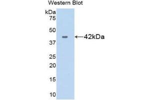 Western Blotting (WB) image for anti-Chemokine (C-X-C Motif) Ligand 17 (CXCL17) (AA 24-119) antibody (ABIN1175472) (CXCL17 抗体  (AA 24-119))