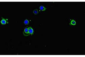 Immunofluorescent analysis of Hela cells using ABIN7151534 at dilution of 1:100 and Alexa Fluor 488-congugated AffiniPure Goat Anti-Rabbit IgG(H+L) (eEF1A1 抗体  (AA 1-462))